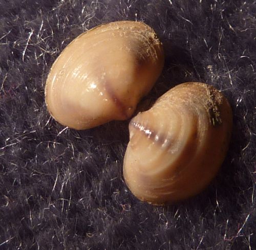 piccolo bivalve dal fiume Po