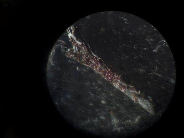 fossili mineralizzati