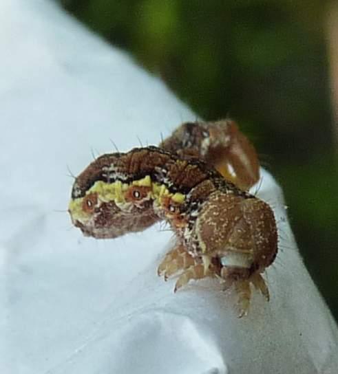 un bruchino sul panino - Erannis defoliaria