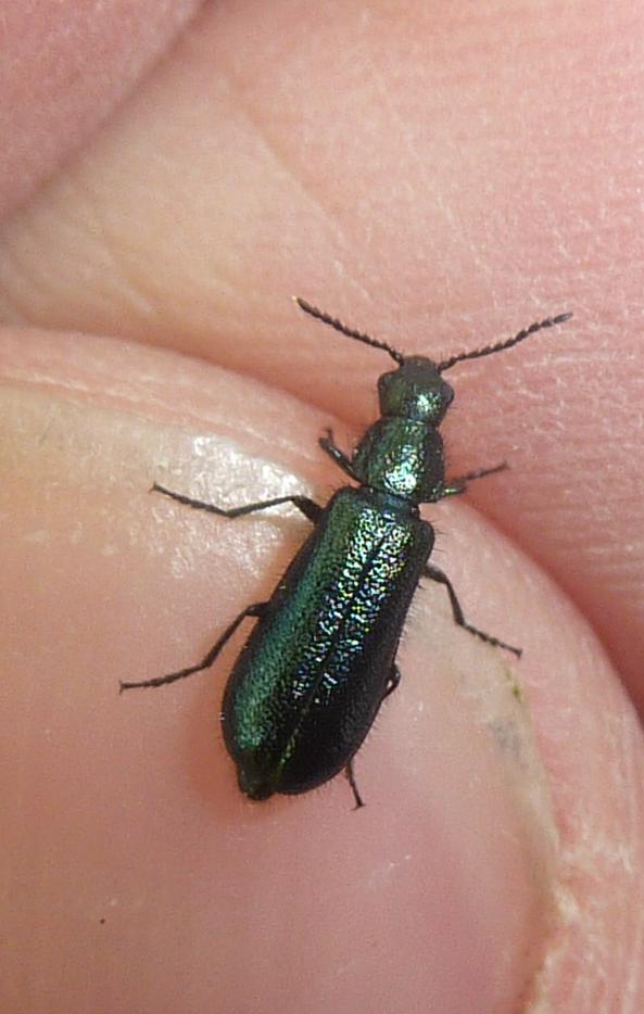 Dasytidae: probabile Psilothrix