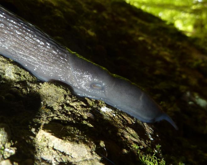 Limax aldrovandi Moquin-Tandon 1855 da Fontana Gelata-Ferriere-PC