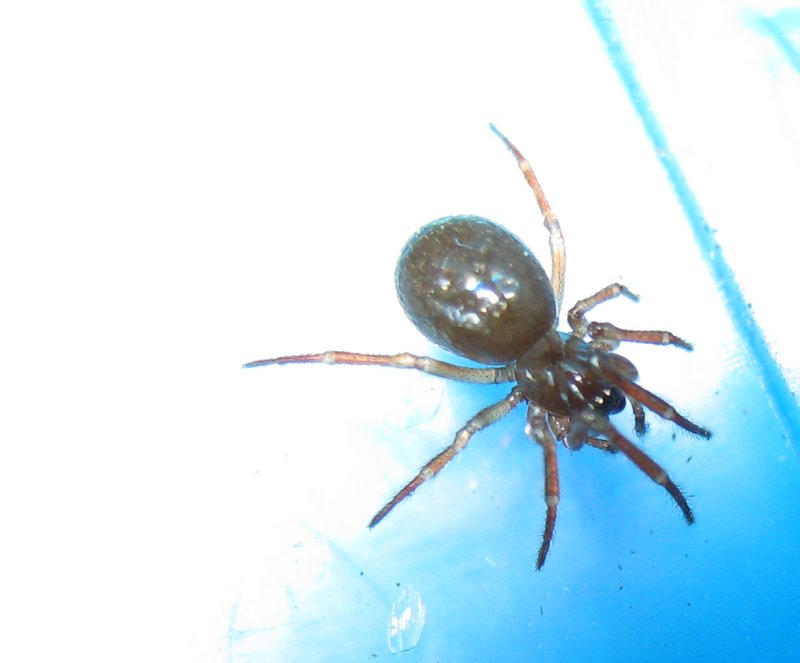 Robertus sp. (Theridiidae)