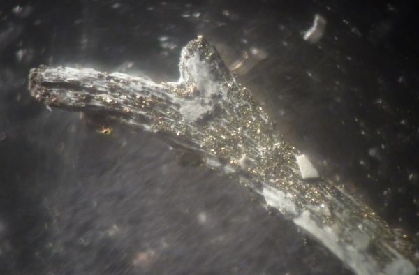 fossili mineralizzati