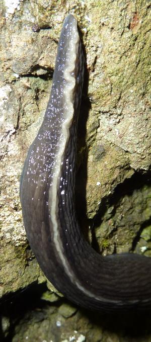 Limax aldrovandi Moquin-Tandon 1855 da Fontana Gelata-Ferriere-PC