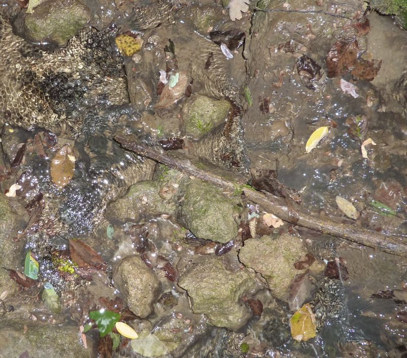 Austropotamobius pallipes da Piacenza
