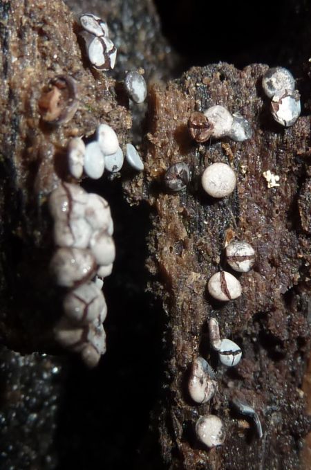 viraggio su micro funghi?