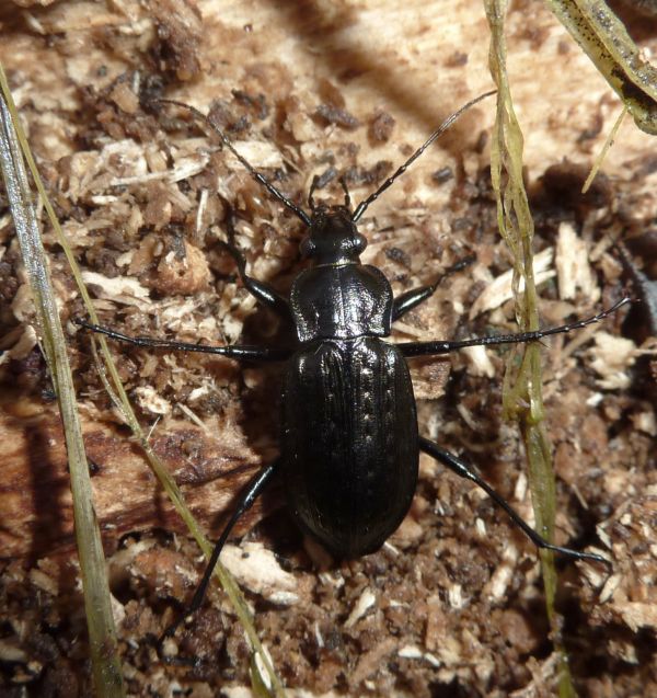 Carabide bello grosso: Carabus granulatus interstitialis