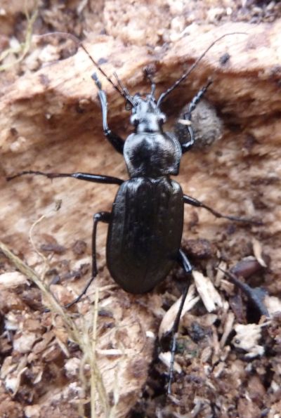 Carabide bello grosso: Carabus granulatus interstitialis