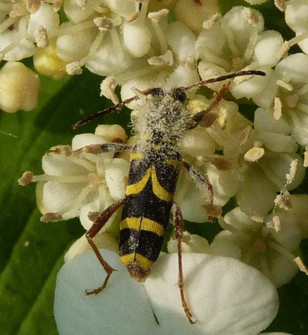 bellissimo ma parassitato: Clytus arietis arietis