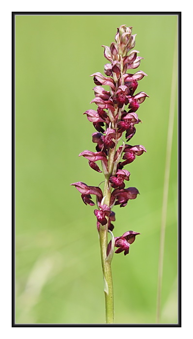 Orchidee Venete - 1