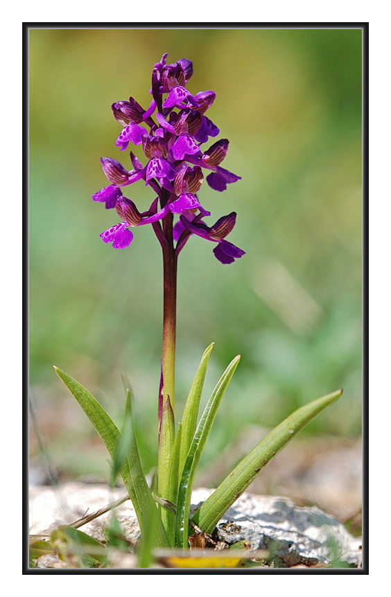 Orchidee Venete 2011 - 1