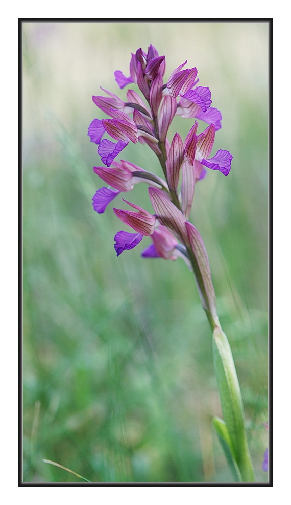 Orchidee Venete 2011 - 1