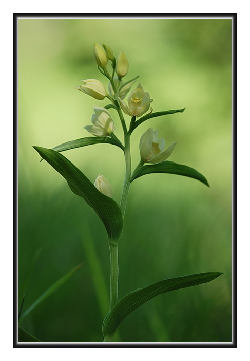 Orchidee Venete - 1