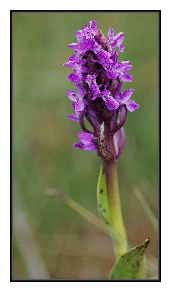 Orchidee Venete 2011 - 2