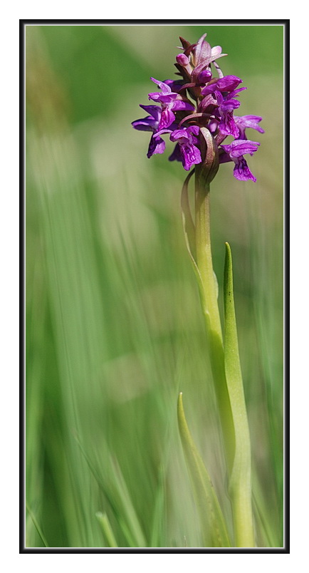 Orchidee Venete 2011 - 2
