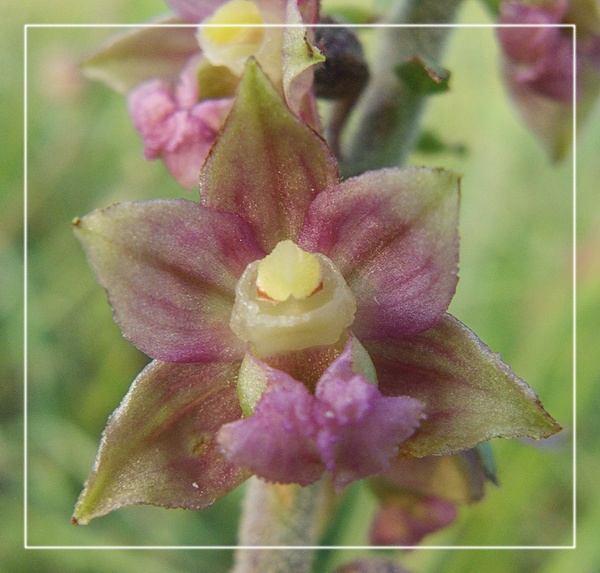 Orchidee Venete - 3