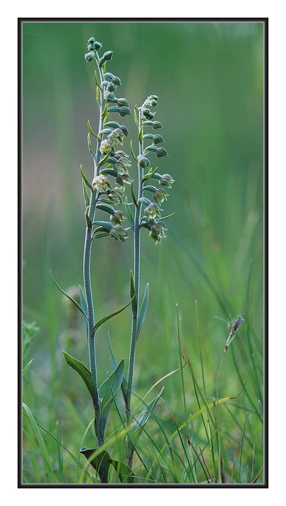 Orchidee Venete 2011 - 3