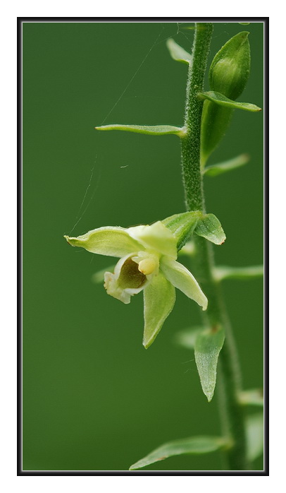 Orchidee Venete - 3