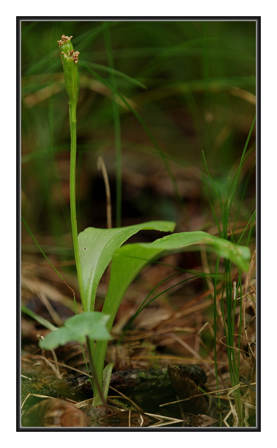 Orchidee Venete 2011 - 4