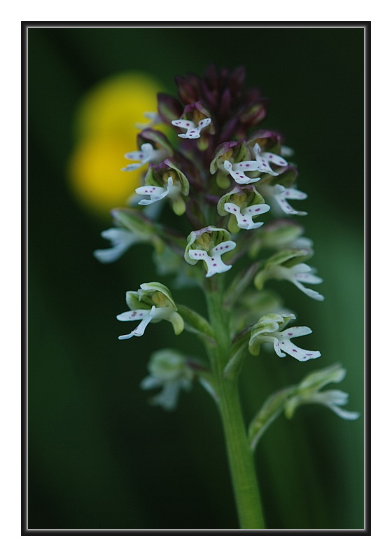 Orchidee Venete 2011 - 4