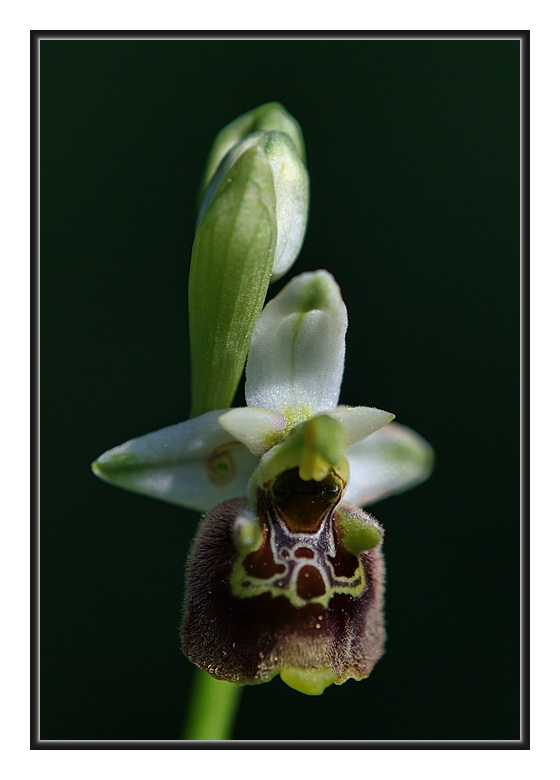 Orchidee Venete 2011 - 5