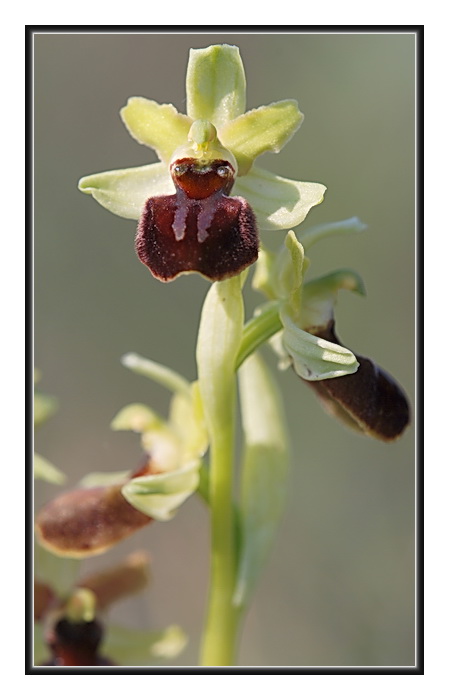 Orchidee Venete - 5