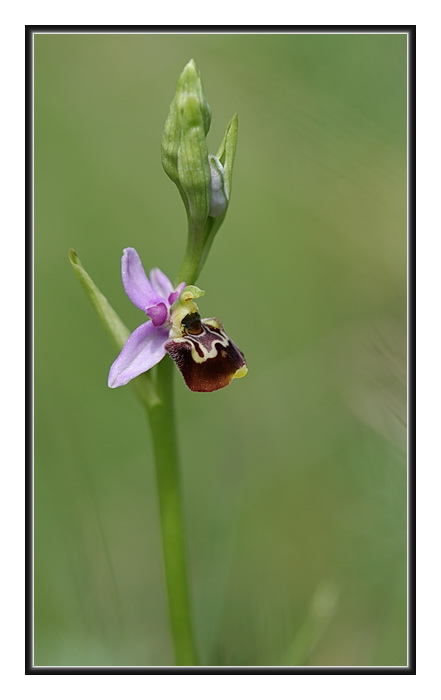 Orchidee Venete - 5