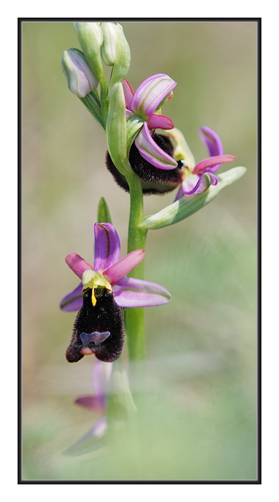 Orchidee Venete 2011 - 5