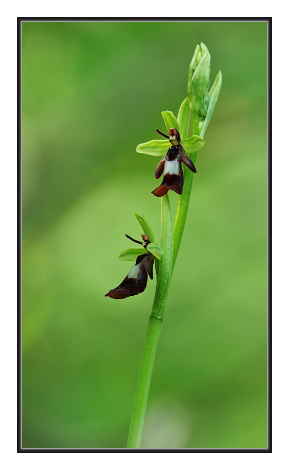 Orchidee Venete 2011 - 5
