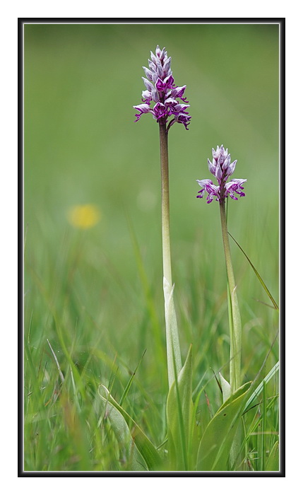 Orchidee Venete - 6