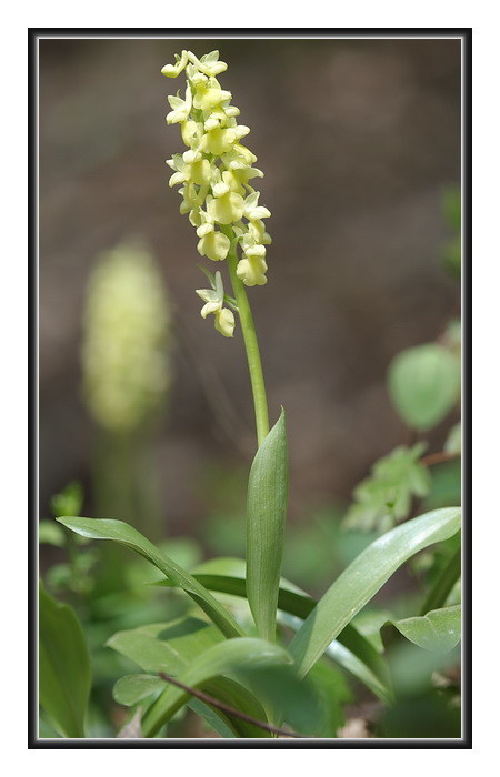 Orchidee Venete - 6