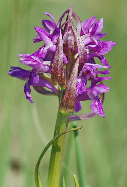 Dactylorhiza lapponica o traunsteineri?