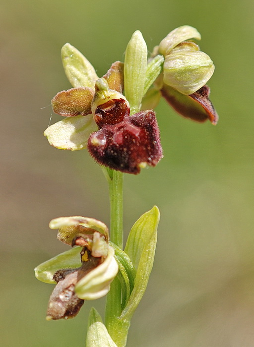Ophrys incubacea?