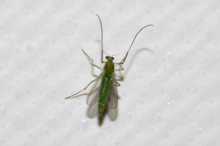 Chiromidae