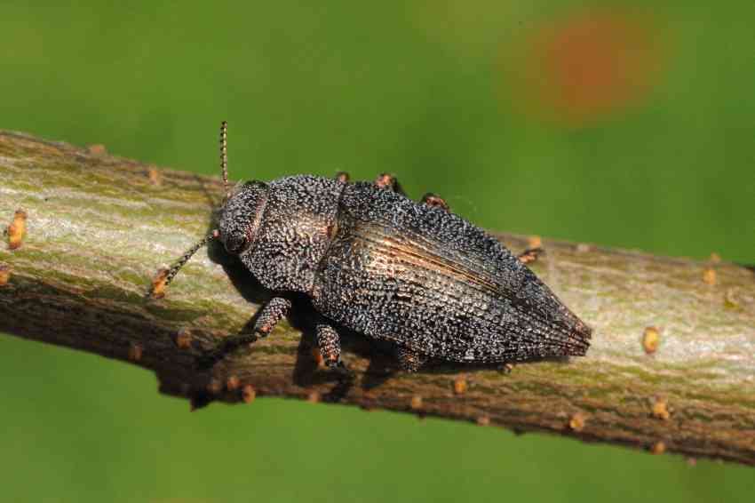 Dicerca sp.