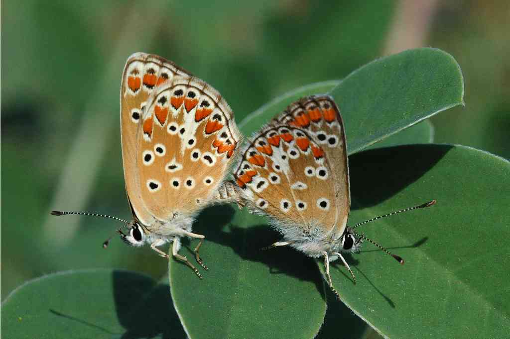 Aricia agestis