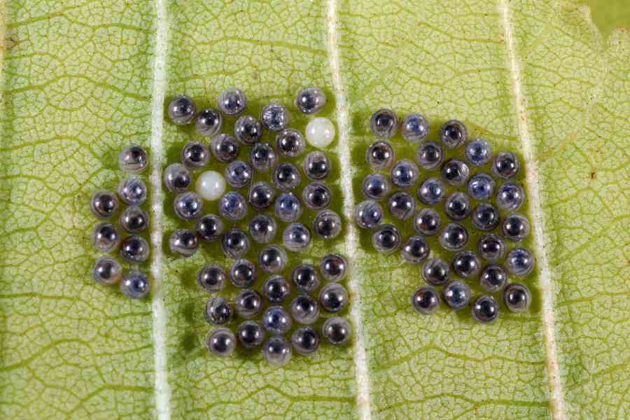 Uova Trasparenti di Spilosoma lubricipeda