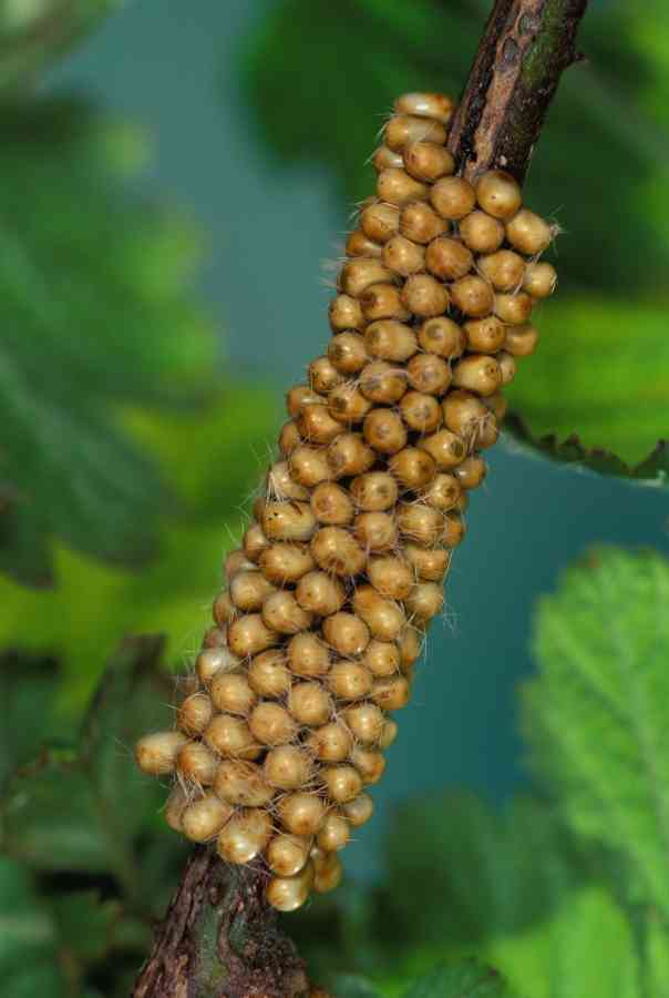 Saturnia Pavonia maschio