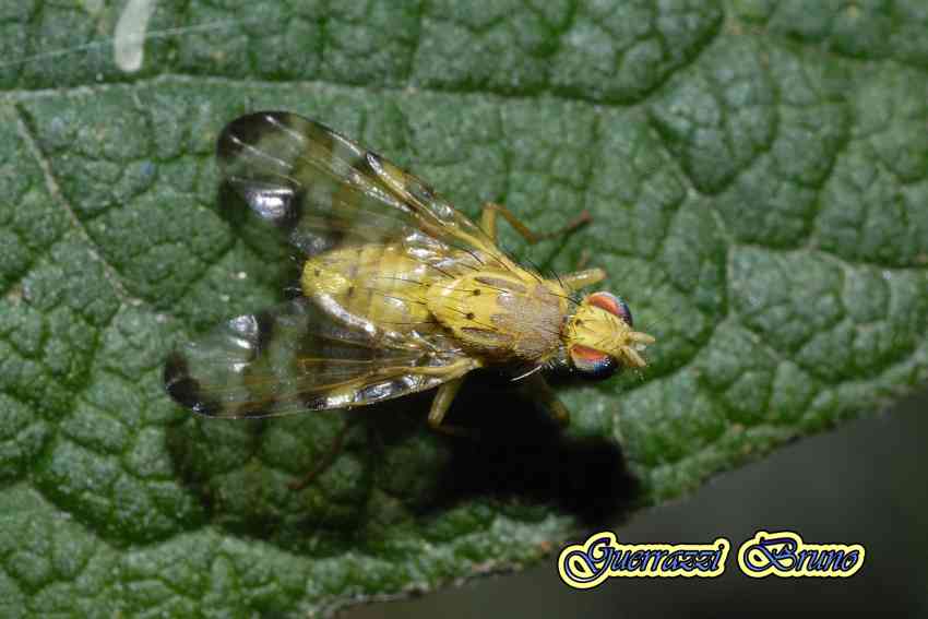 Terellia (Cerajocera) tussilaginis?