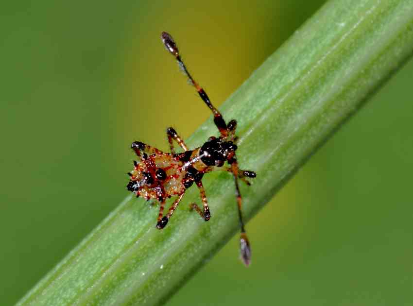Identificazione neanide