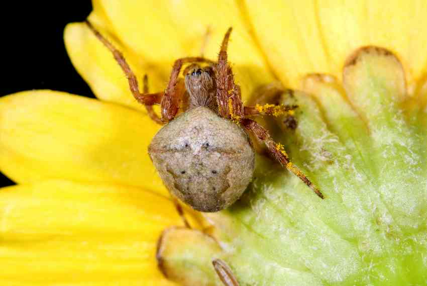 Araneus sp.