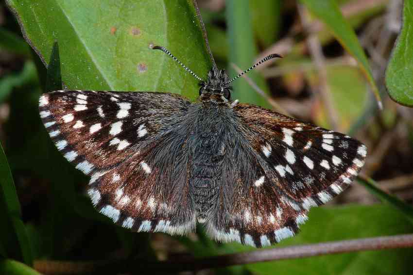 Pyrgus centaureae?