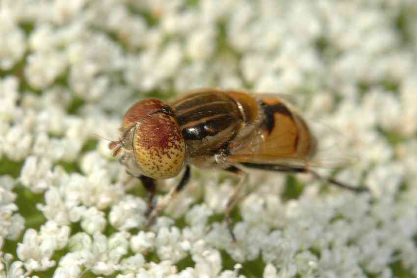 Eristalinus megacephalus ♀ e ♂ (Syrphidae)