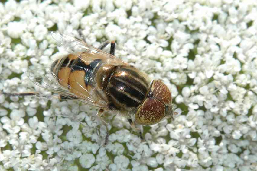 Eristalinus megacephalus ♀ e ♂ (Syrphidae)