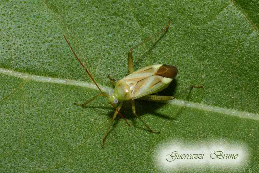 Miridae: Adelphocoris lineolatus della Toscana (PI)