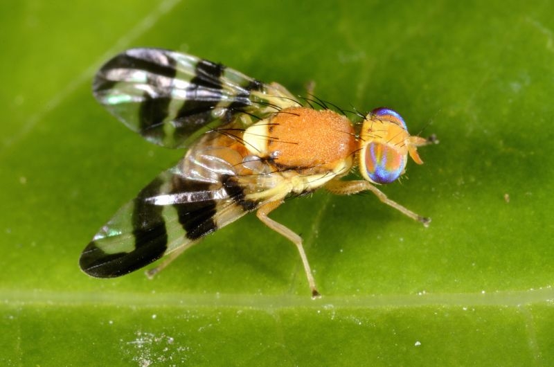 Parassita del noce