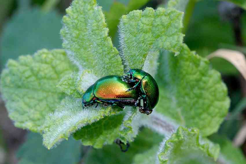 Chrysolina menthastri? Ora  C. herbacea!