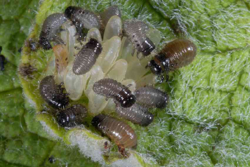 Chrysolina menthastri? Ora  C. herbacea!