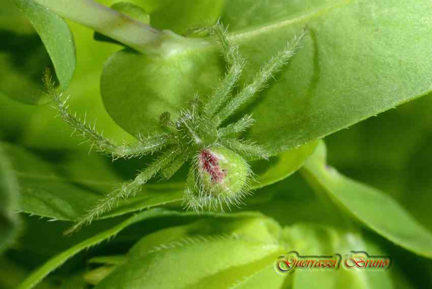 Heriaeus sp.