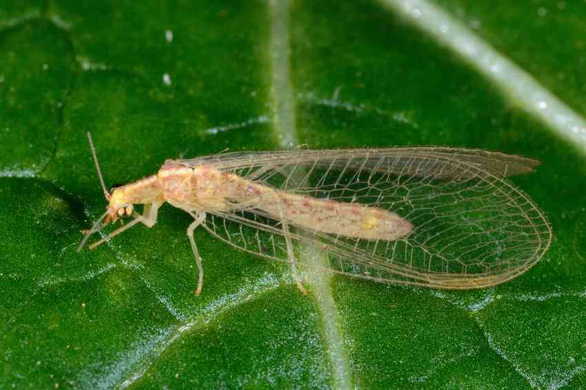 Chrysoperla pallida e Dichochrysa sp.